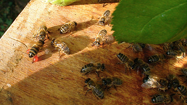 méhek által gyűjtött ragacsos anyag